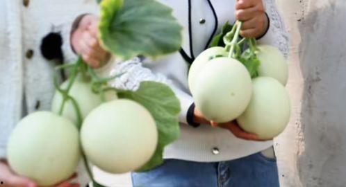 网红在景区吃蜜瓜视频,甜蜜瞬间引网友热议  第2张